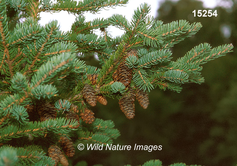 White Spruce (Picea glauca)